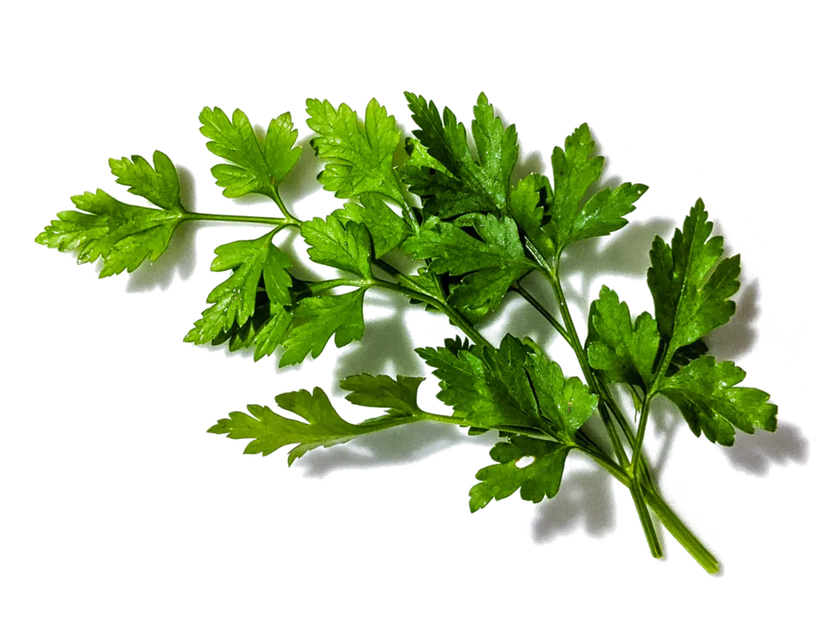 /storage/photos/parsley.webp